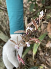 Ania penangiana
