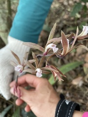Ania penangiana