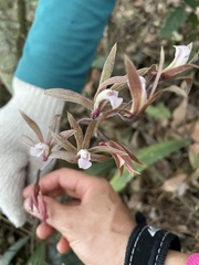 Ania penangiana