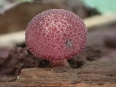 Gymnopilus aeruginosus