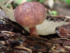 Gymnopilus aeruginosus