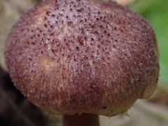 Gymnopilus aeruginosus