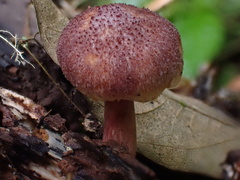 Gymnopilus aeruginosus