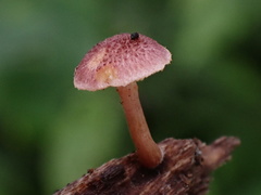 Gymnopilus aeruginosus