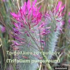 Trifolium purpureum