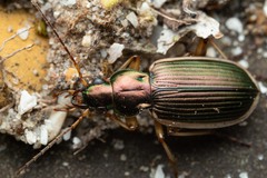 Chlaenius spoliatus