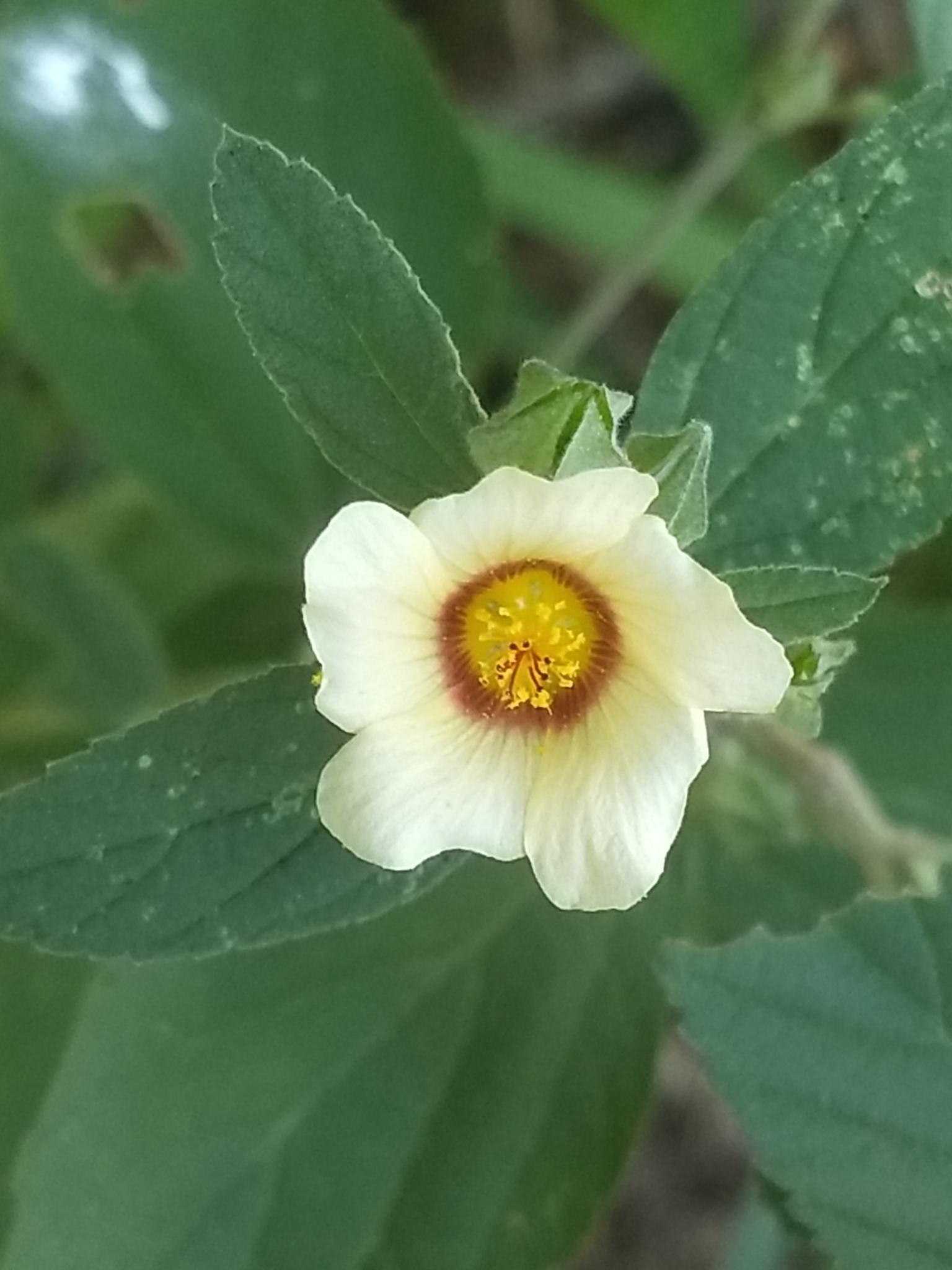 Sida rhombifolia