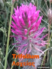 Trifolium purpureum