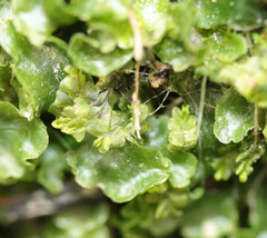 Chiloscyphus pallescens