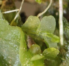 Chiloscyphus pallescens