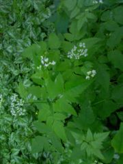 Osmorhiza longistylis