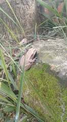 Polypedates leucomystax