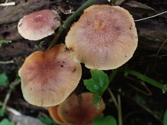Gymnopilus aeruginosus