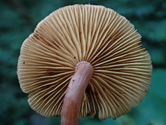 Gymnopilus aeruginosus