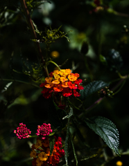 Lantana camara