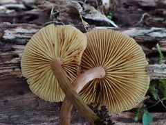 Gymnopilus aeruginosus