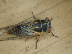 Popplepsalta corymbiae