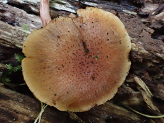 Gymnopilus aeruginosus