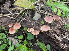 Gymnopilus aeruginosus