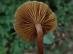 Gymnopilus aeruginosus