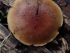 Gymnopilus aeruginosus