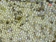 Chiloscyphus pallescens