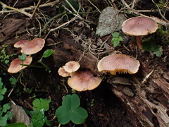 Gymnopilus aeruginosus