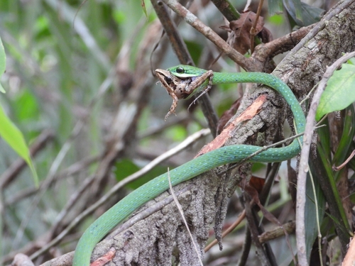 Emerald Snake