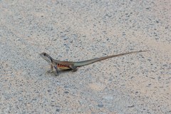Leiolepis belliana