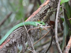 Philothamnus irregularis
