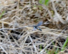 Laeviscolia frontalis