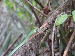 Philothamnus irregularis