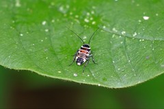 Hemithyrsocera vittata