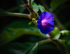 Ipomoea purpurea