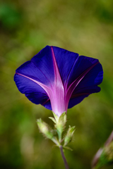 Ipomoea purpurea