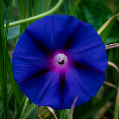 Ipomoea purpurea
