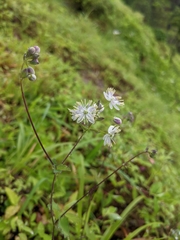 Thalictrum dalzellii