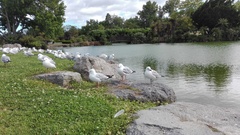 Chroicocephalus novaehollandiae scopulinus