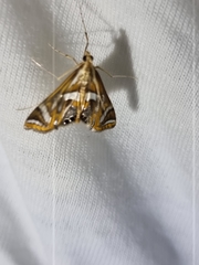 Margarosticha