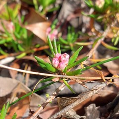 Darwinia grandiflora