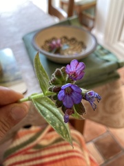 Pulmonaria saccharata