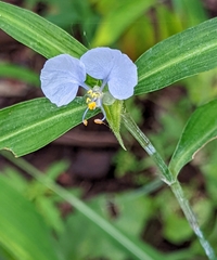 Commelina livingstonii