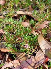 Darwinia grandiflora