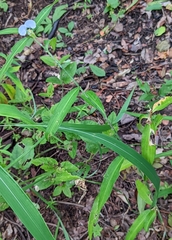 Commelina livingstonii