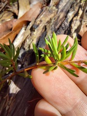 Darwinia grandiflora