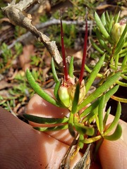 Darwinia grandiflora