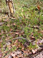 Darwinia grandiflora