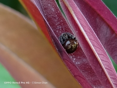 Araneus nox