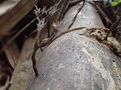 Xylaria bambusicola