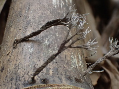 Xylaria bambusicola